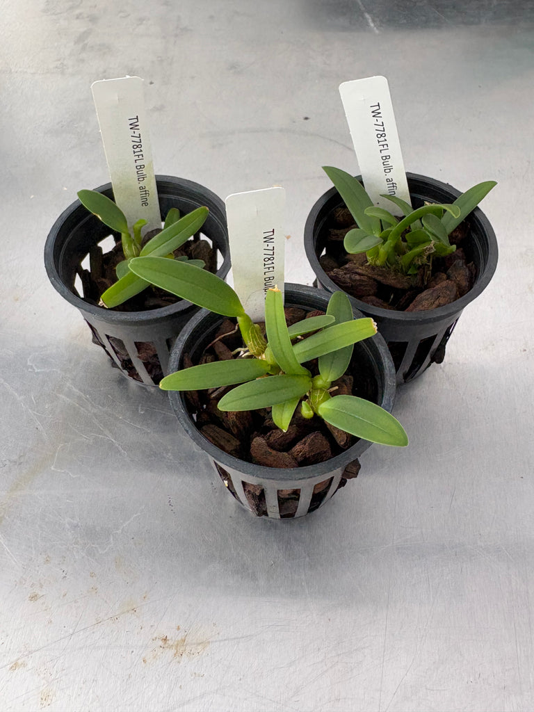 Bulb. affine