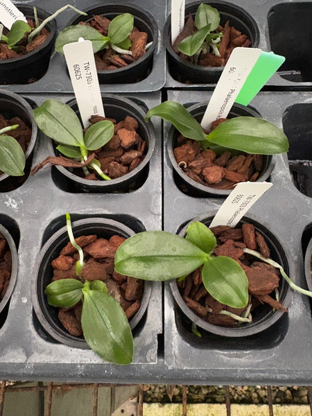 Phal. kunstleri