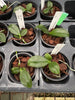 Phal. kunstleri