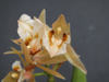 FLASK Coelogyne brunnea