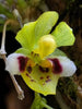 FLASK Chytroglossa marileoniae