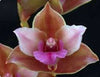 FLASK Bifrenaria verboonenii