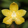 Phalaenopsis amboinensis var. flavida