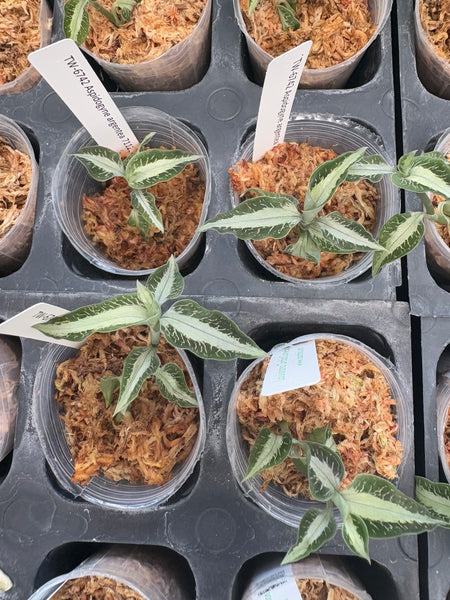 Jewel Orchid Aspidogyne argentea