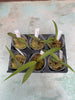 Bletia catenulata 6 Pack