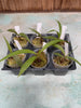 Bletia catenulata 6 Pack