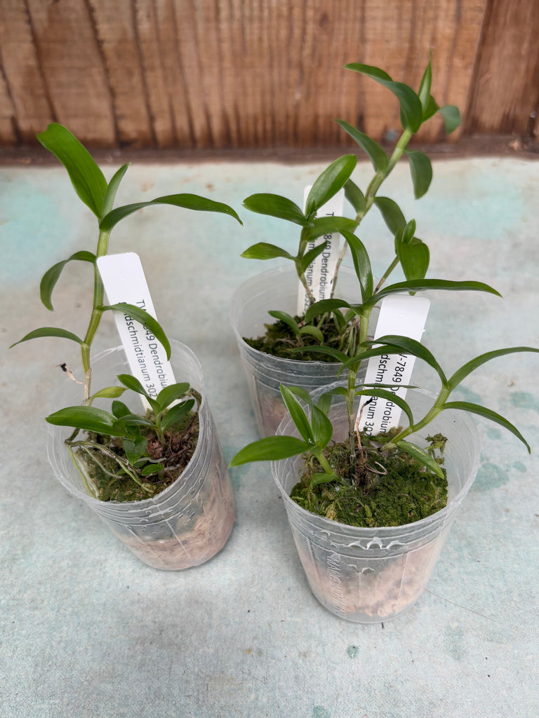 Den. goldschmidtianum