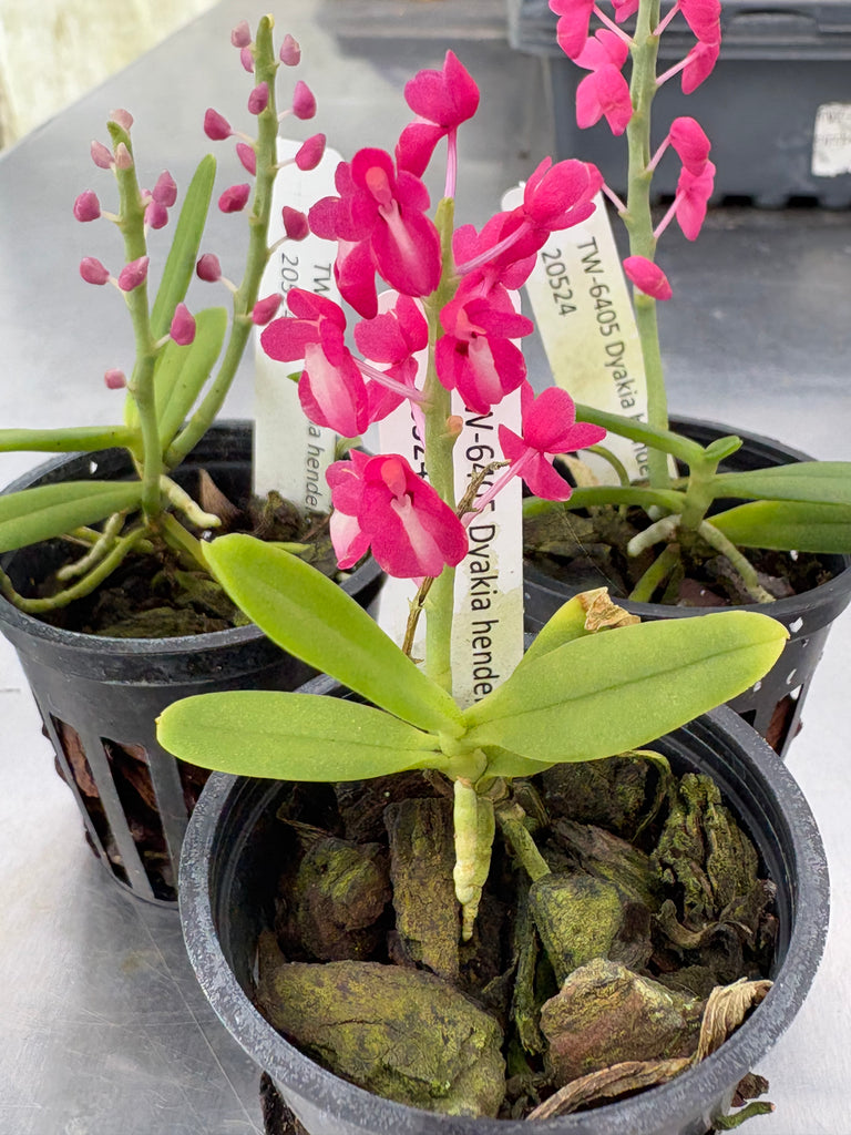 Dyakia hendersoniana