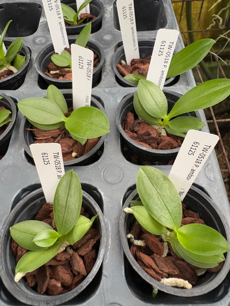 Phal. amboinensis ‘Nicole’