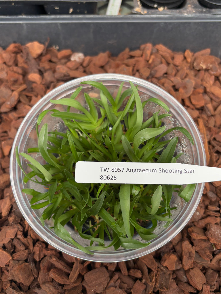 Flask Angraecum Shooting Star
