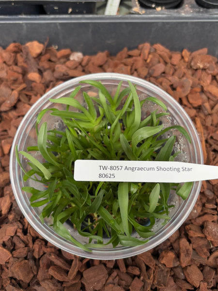 Flask Angraecum Shooting Star