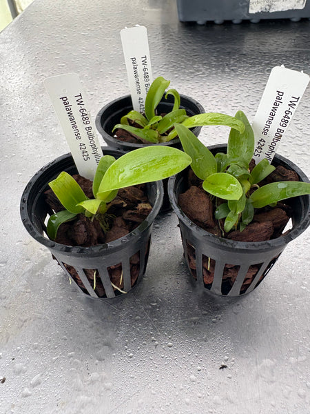Bulb. palawanense