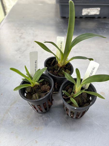 Jumellea major