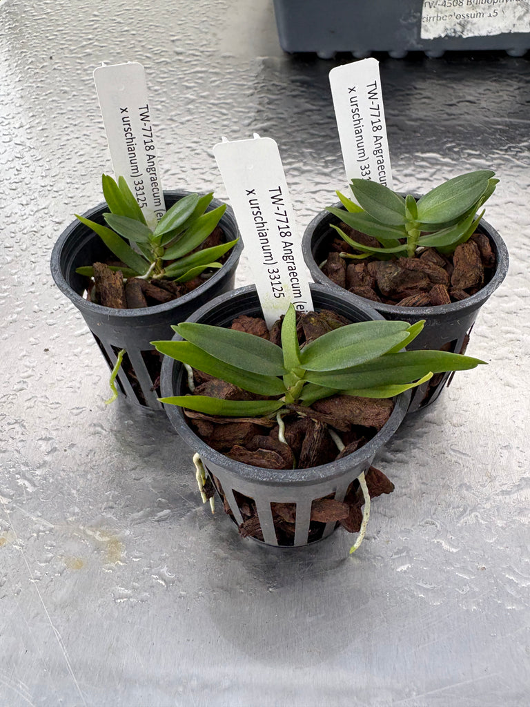 Angraecum (eichlerianum x urschianum)