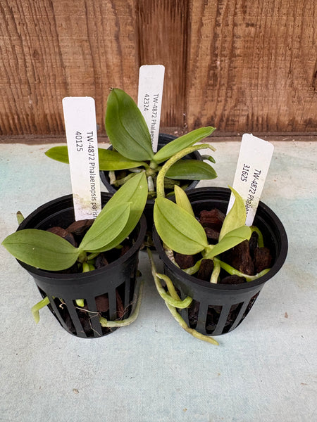 Phal. parishii