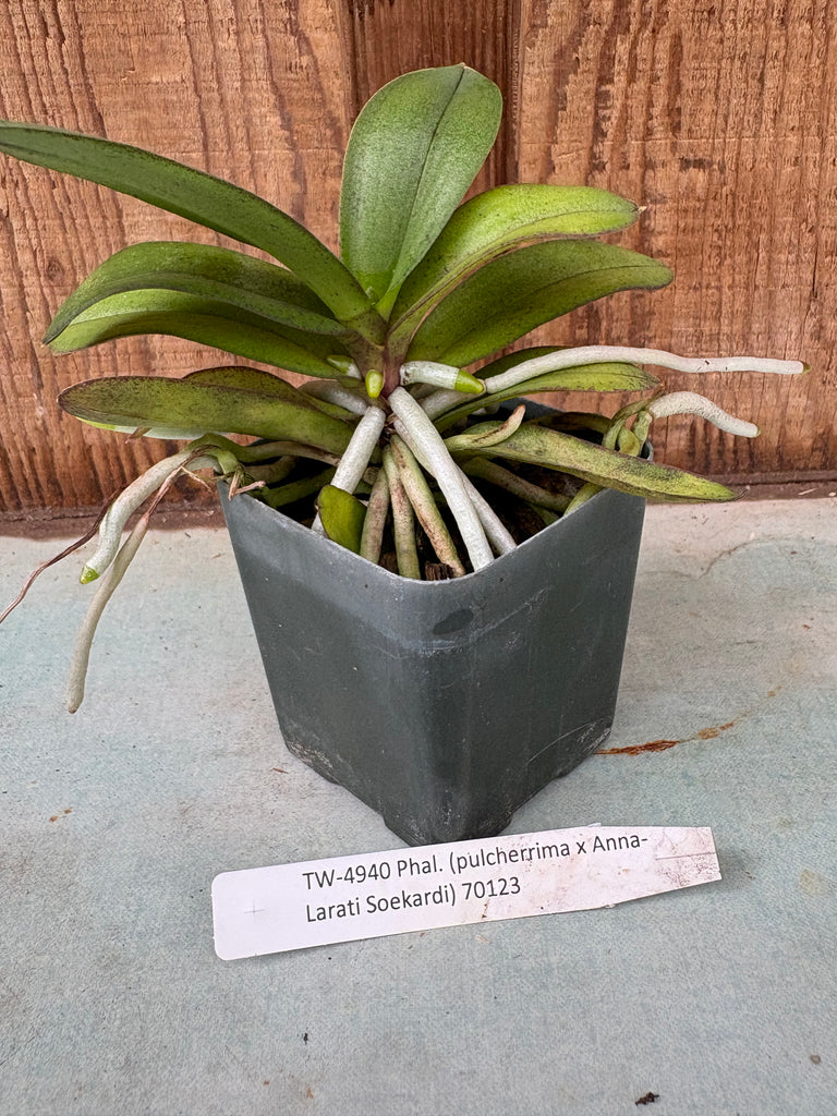 Phal. (pulcherrima x Anna-Larati Soekardi)