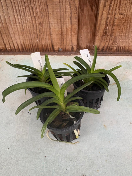 Vanda javierae