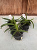 Vanda javierae