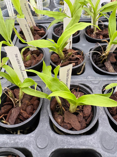 Chysis aurea