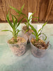Chysis aurea