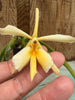 Epidendrum falcatum