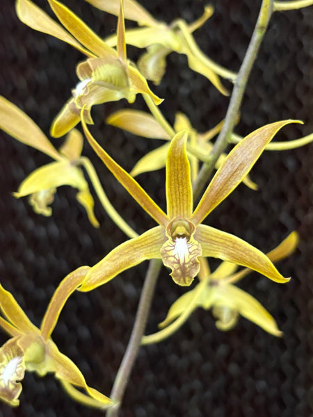 Dendrobium mirbelianum 6 Pack
