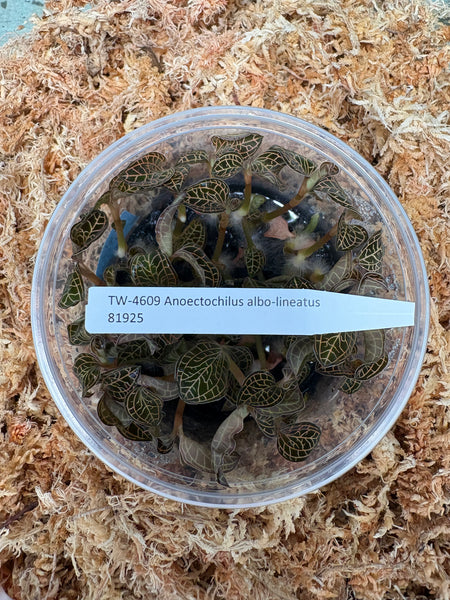 FLASK Anoectochilus albolineatus  -- Jewel Orchid