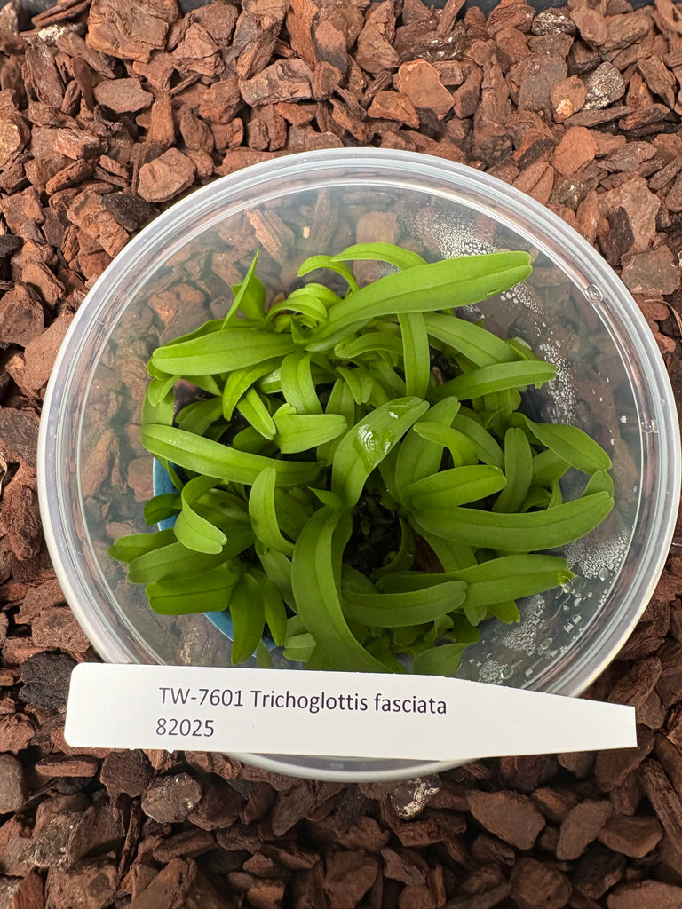FLASK  Trichoglottis fasciata
