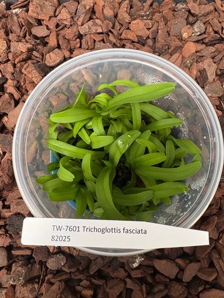 FLASK  Trichoglottis fasciata