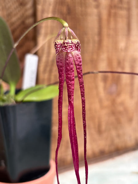Bulb. habrotinum