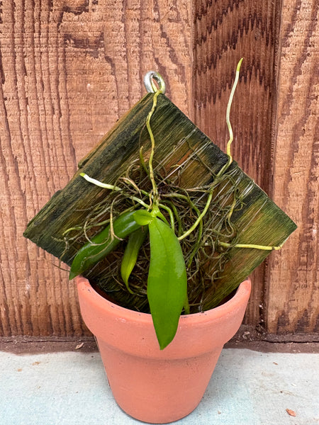 Thrixspermum acuminatissimum