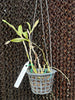 Epicattleya Rene Marques ‘Flame Thrower’