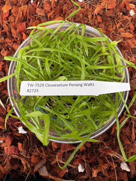 Flask Clowesetum Penang Waltz