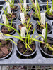 Brassavola cucullata