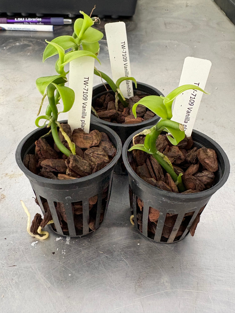 indoor vanilla plant Vanilla planifolia – Louisiana Orchid Connection