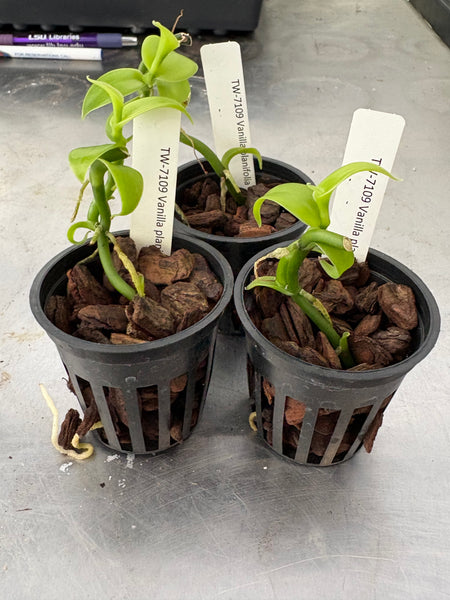 Vanilla planifolia 
