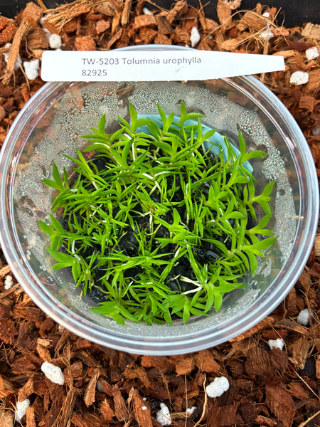 FLASK Tolumnia urophylla