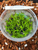 FLASK Tolumnia urophylla