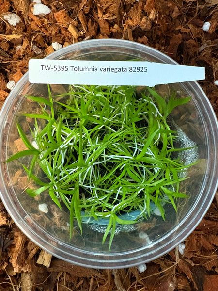 FLASK Tolumnia variegata