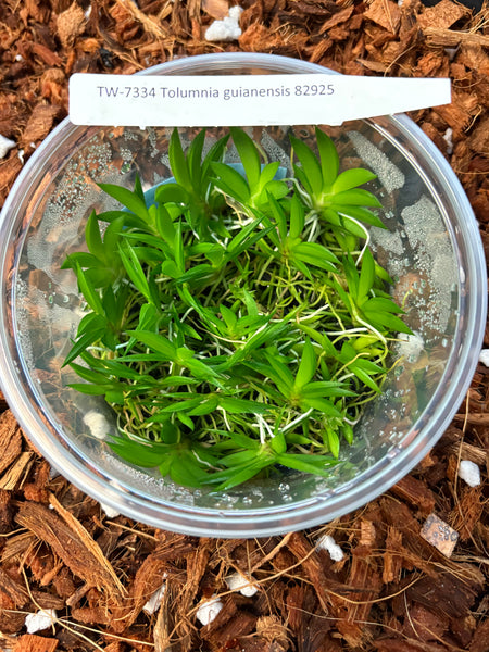 FLASK Tolumnia guianensis