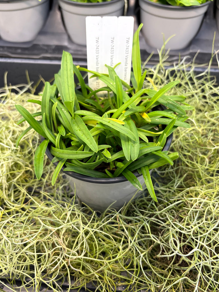 COMPOT Vanda barnesii