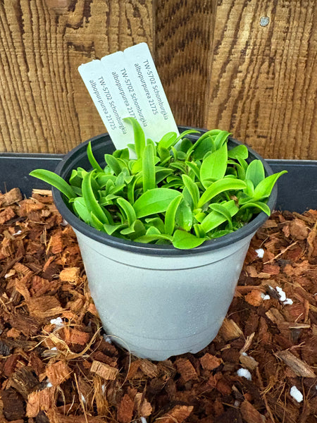 COMPOT Schomburgkia albopurpurea