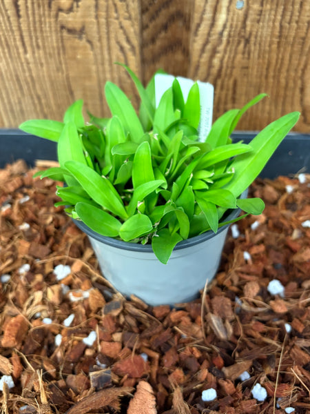 COMPOT-Angraecum (superbum x sesquipedale)