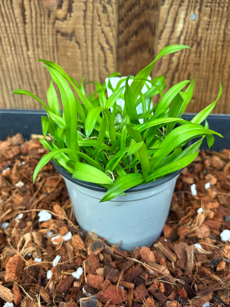 COMPOT Lsz.(Leomesezia) Lava Burst 'Puanani'