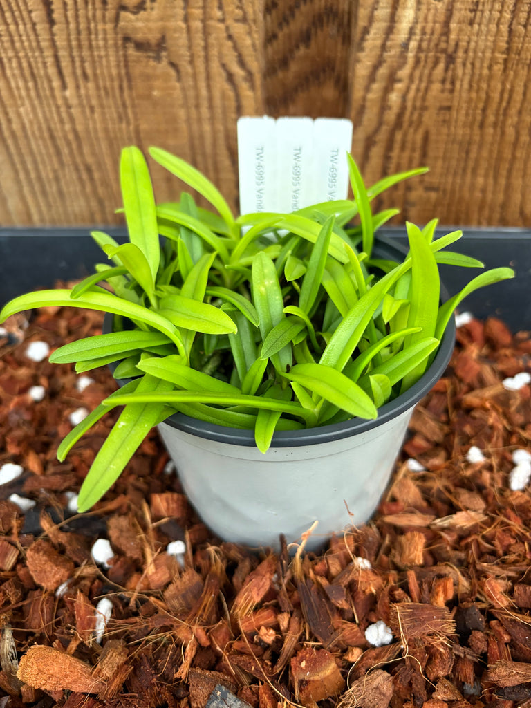COMPOT Vanda limbata