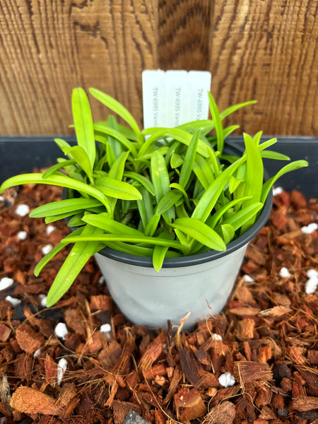 COMPOT Vanda limbata
