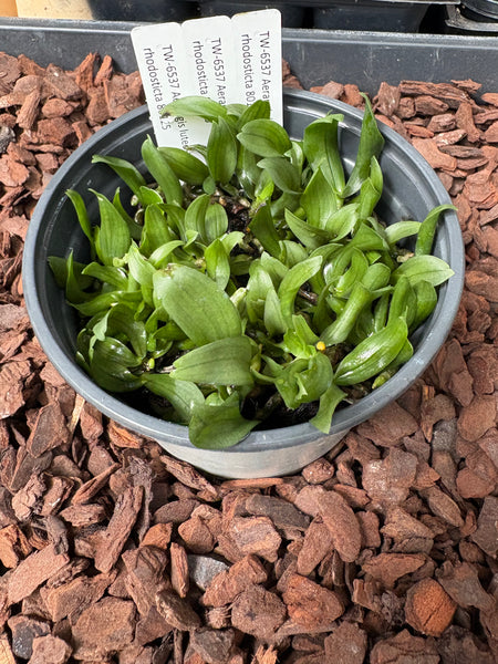 COMPOT-Aerangis luteo-alba v rhodosticta