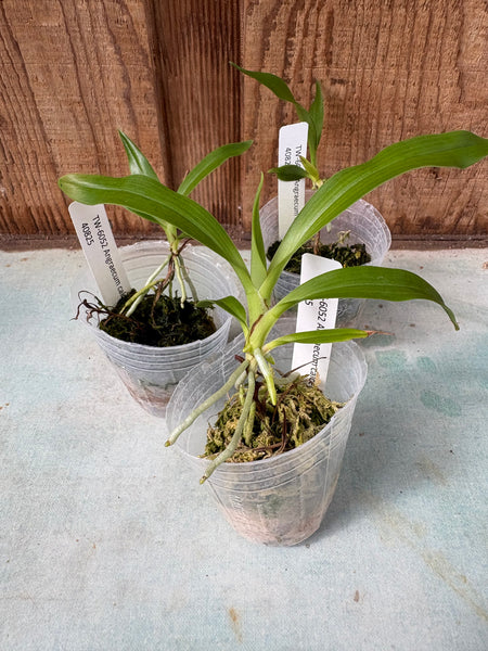Angraecum calceolus