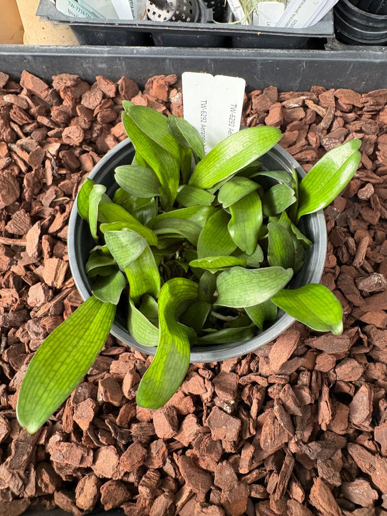 COMPOT-Aerangis biloba