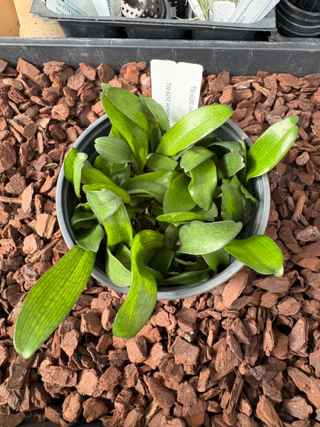 COMPOT-Aerangis biloba